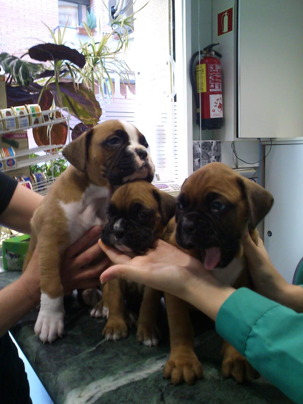 Una familia estupenda
