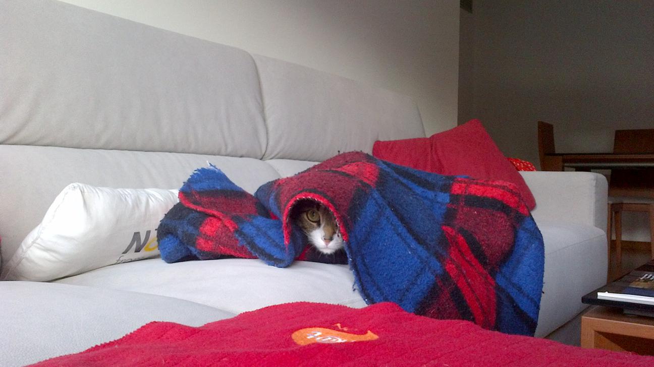 Cuidados para un gato senior Cuidados para un gato senior