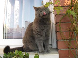 GLORIA ESPALLARGUES.VITANI,.JPG_320x240