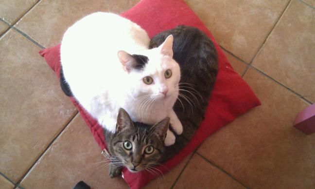 los gatos de Jessica