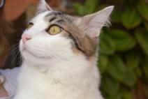 Como reconducir un gato con estres