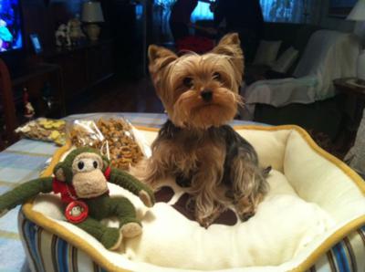 Cuidados de un cachorro de perro huérfano Cuidados de un cachorro de perro huérfano