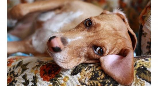 Gatas y parto: Informaciones importantes