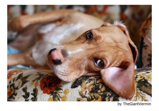 Foto de Mundo Animalia que ilustra una perra pseugestante