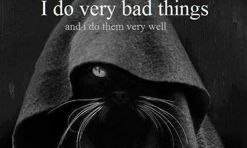 Como ayudar a nuestro gato en el cambio de casa