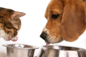 alimento-para-perros-y-gatos