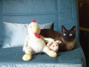 Ron, nuestro gato mas yayo