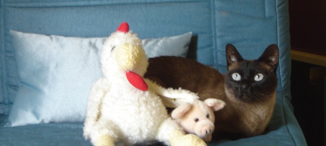 Una gran ayuda para comprender a nuestros gatos