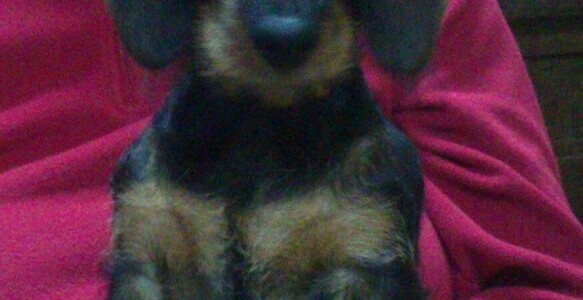 Página de información  para propietarios de perros sobre educación y cuidados