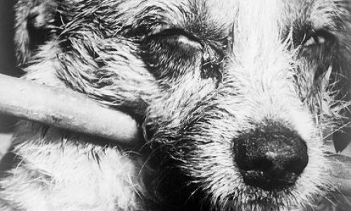 Dos paises europeos con dos casos de rabia Dos paises europeos con dos casos de rabia