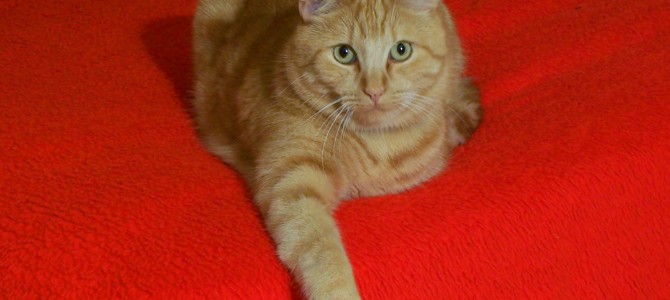 Como evitar que nuestro gato arañe los muebles