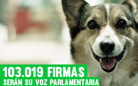 Ayuda a que el Parlamento Español debata sobre los malos tratos a los animales