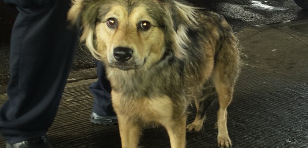 Dicen que esto sólo puede pasar en New York