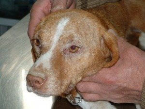 Signos cutaneos de un perro con leishmaniosis
