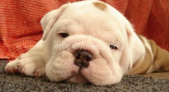 Síndrome del Braquicéfalo. ¿Que hemos de saber?.