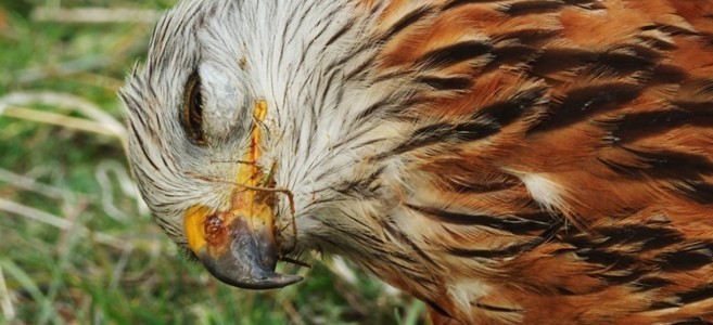 Condena de 8 meses de cárcel y 27.000 euros de multa por maltrato animal y envenenamiento de especies protegidas