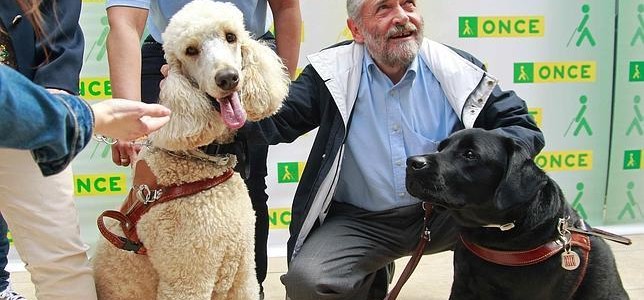 Obi-Wan, un caniche gigante primer perro lazarillo de esta raza Obi-Wan, un caniche gigante primer perro lazarillo de esta raza