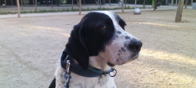 El Gobierno central ultima una ley sobre mascotas