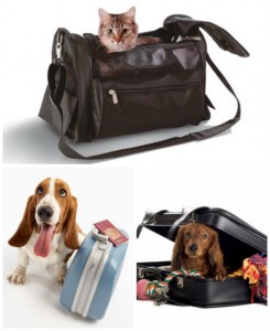 perros-gatos-viaje