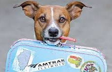 Pasaporte para perros, gatos y hurones