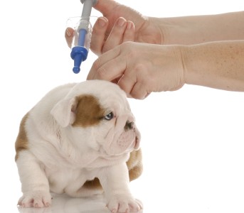 Vacunaciones en perros y gatos. ¿Que he de hacer?