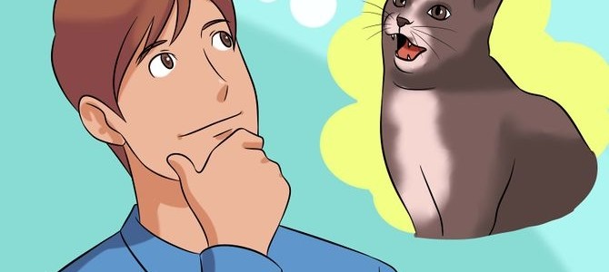 Como comunicarnos con nuestros gatos