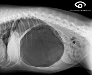 Imagen de Diagnóstico veterinario