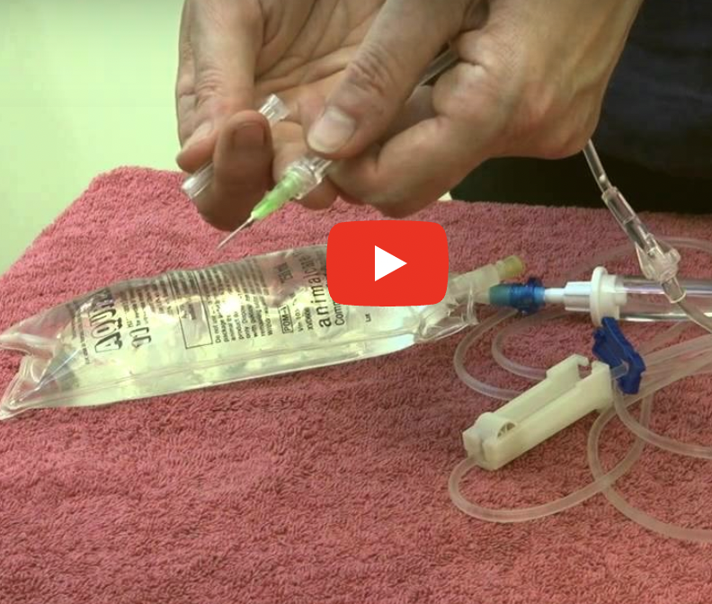 Cómo administrar sueroterapia a un gato