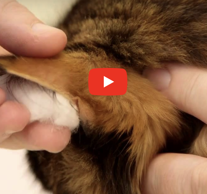 ¿Cómo controlar el valor de glucosa en nuestro gato diabético?