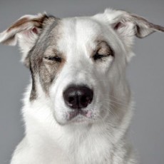 Revista, Mi perro y Yo