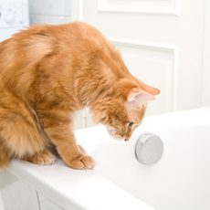 ¿Bañamos los gatos?