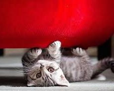 ¿ Por qué rascan los gatos ?