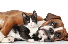 ¿Cómo valorar los alimentos para nuestras mascotas?