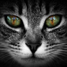 ¿Cómo podemos detectar que nuestro gato es infeliz?