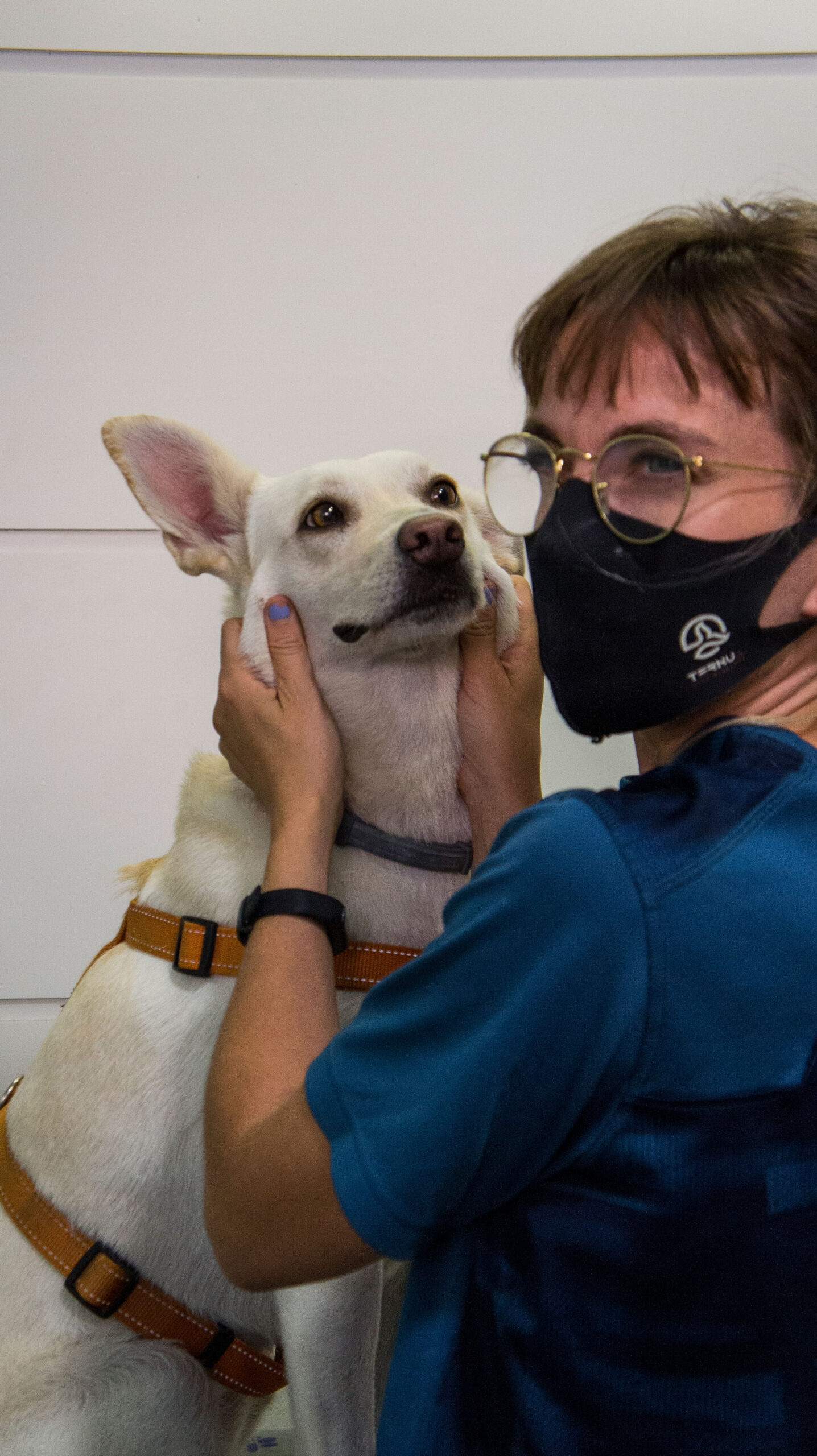 Diabetes en perros y gatos. ¿Qué he saber como propietario?