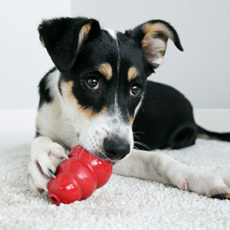Manejo adecuado de la correa